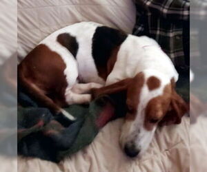 Basset Hound Dogs for adoption in Deepwater, NJ, USA