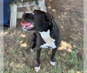 Staffordshire Bull Terrier-Unknown Mix Dogs for adoption in Tulsa, OK, USA