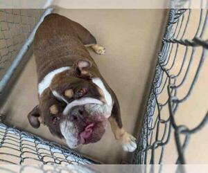 Bulldog Dogs for adoption in Chula Vista, CA, USA