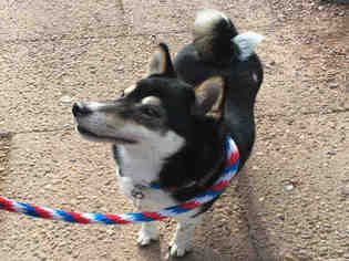 Shiba Inu Dogs for adoption in Fort Collins, CO, USA