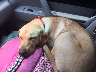 Labrador Retriever Dogs for adoption in Christiana, TN, USA