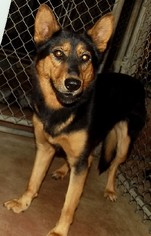 German Shepherd Dog Dogs for adoption in Savannah, MO, USA