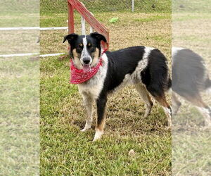 Border Collie-Unknown Mix Dogs for adoption in San Leon, TX, USA