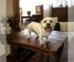 Lhasa Apso Dogs for adoption in Menifee, CA, USA