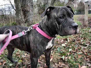 American Staffordshire Terrier Dogs for adoption in Urbana, IL, USA