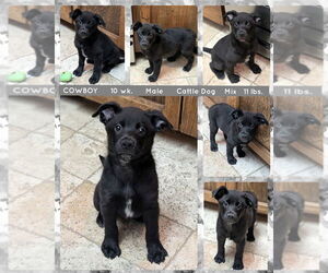 Mutt Dogs for adoption in Mesa, AZ, USA