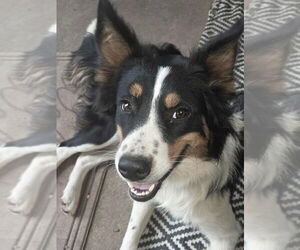 Border Collie-Unknown Mix Dogs for adoption in Cromwell, KY, USA