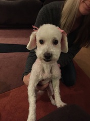 Maltipoo Dogs for adoption in Lafayette, CO, USA