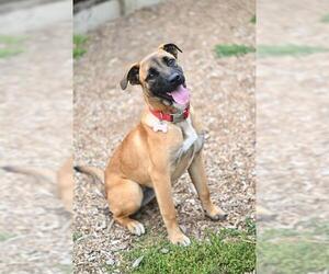 Medium Photo #1 Mutt Puppy For Sale in Santa Cruz, CA, USA