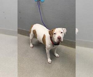 Mutt Dogs for adoption in Las Vegas, NV, USA