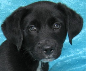 Medium Photo #1 Labrador Retriever-Unknown Mix Puppy For Sale in Cuba, NY, USA