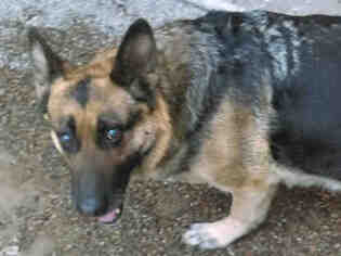 German Shepherd Dog Dogs for adoption in Missoula, MT, USA
