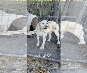 - Mix Dogs for adoption in Russellville, KY, USA