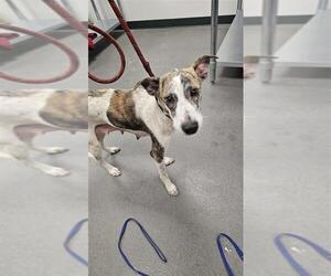 Catahoula Leopard Dog-Unknown Mix Dogs for adoption in Corpus Christi, TX, USA