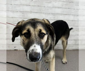 German Shepherd Dog Dogs for adoption in San Bernardino, CA, USA