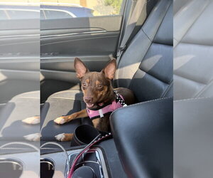 Australian Kelpie-Chihuahua Mix Dogs for adoption in Mundelein, IL, USA