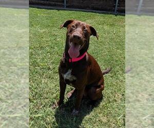 Labrador Retriever-Unknown Mix Dogs for adoption in Plano, TX, USA