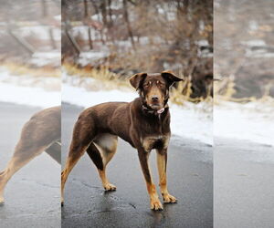 Australian Kelpie-Unknown Mix Dogs for adoption in Sandy, UT, USA