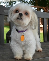 Medium Photo #1 Mal-Shi Puppy For Sale in Abilene, TX, USA