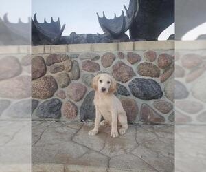 Labrador Retriever Dogs for adoption in Livonia, MI, USA