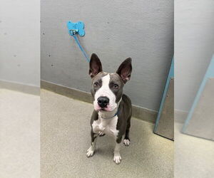 Mutt Dogs for adoption in Las Vegas, NV, USA