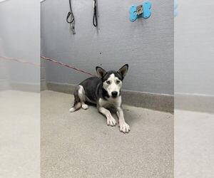 Siberian Husky-Unknown Mix Dogs for adoption in Las Vegas, NV, USA