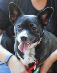 French Bullhuahua Dogs for adoption in Holly Springs, NC, USA
