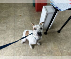 Mutt Dogs for adoption in Raleigh, NC, USA