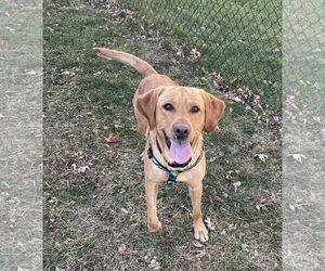 Golden Labrador Dogs for adoption in Omaha, NE, USA