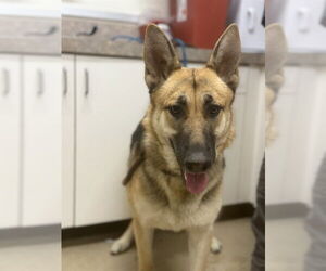 German Shepherd Dog Dogs for adoption in Santa Maria, CA, USA