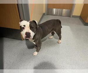 Mutt Dogs for adoption in Orange, CA, USA