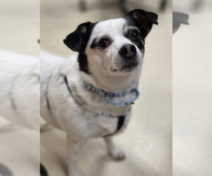 Chihuahua Dogs for adoption in Center Township, PA, USA