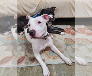 American Pit Bull Terrier-Unknown Mix Dogs for adoption in Brooklyn, NY, USA