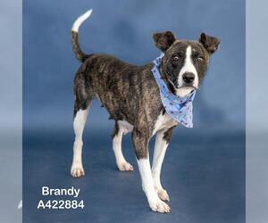 Mutt Dogs for adoption in Conroe, TX, USA