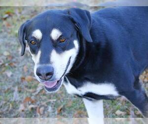 Rottweiler-Unknown Mix Dogs for adoption in Tallahassee, FL, USA