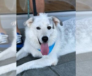 Great Pyrenees-Unknown Mix Dogs for adoption in Flower Mound, TX, USA