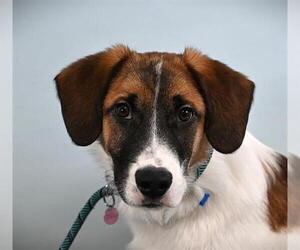 Mutt Dogs for adoption in Fort Collins, CO, USA