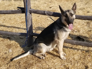 German Shepherd Dog Dogs for adoption in Vacaville, CA, USA