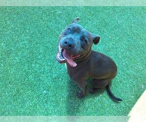 American Staffordshire Terrier-Unknown Mix Dogs for adoption in Grand Prairie, TX, USA