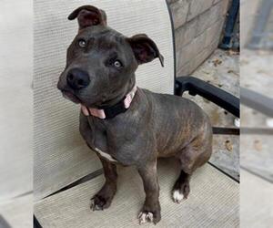American Pit Bull Terrier Dogs for adoption in Santa Barbara, CA, USA