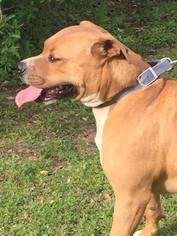 Bull-Boxer Dogs for adoption in Eastman, GA, USA