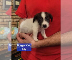 Rat Terrier-Unknown Mix Dogs for adoption in Aurora, IN, USA