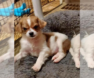 Chilier Dogs for adoption in Sequim, WA, USA