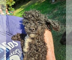 Poodle (Toy) Dogs for adoption in Spring Lake, NC, USA