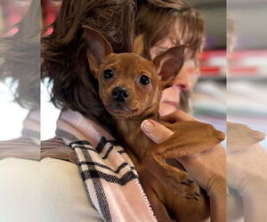 Miniature Pinscher-Unknown Mix Dogs for adoption in Matawan, NJ, USA