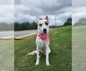 Australian Shepherd-Unknown Mix Dogs for adoption in McDonough, GA, USA