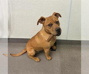 American Pit Bull Terrier-Labrador Retriever Mix Dogs for adoption in HESPERIA, CA, USA