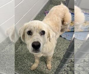 Great Pyrenees Dogs for adoption in Salisbury, NC, USA