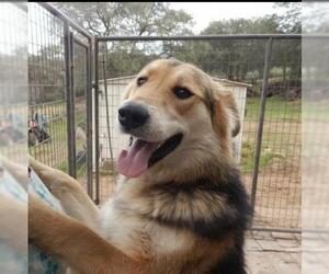 Australian Shepherd-Siberian Husky-German Shepherd Dog Mix Dogs for adoption in La Mesa, CA, USA
