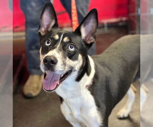 Mutt Dogs for adoption in Canton, CT, USA